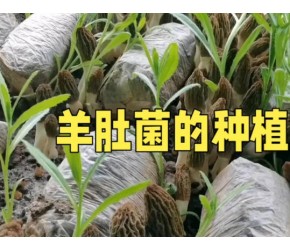 羊肚菌的种植方法，这个视频讲的明明白白！
