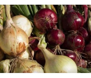 现代农业之——洋葱的种植、收获及加工