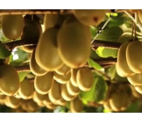 猕猴桃的一生｜现代农业种植和收获奇异果