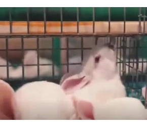 兔子养殖方法和技术，现代农业：肉兔的养殖和加工