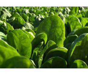 菠菜的一生｜现代农业种植和收获波斯菜