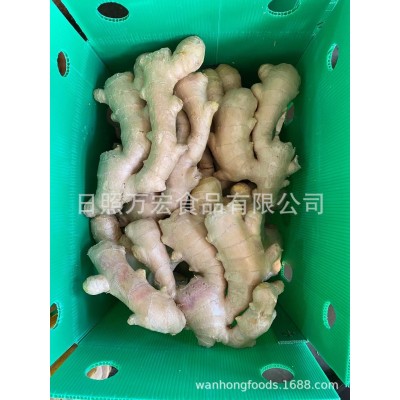出口姜，出口保鲜姜，出口生姜，鲜姜图2