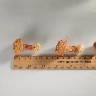 古田姬松茸干货250g散装批发 产地货源食用菌姬松茸图4