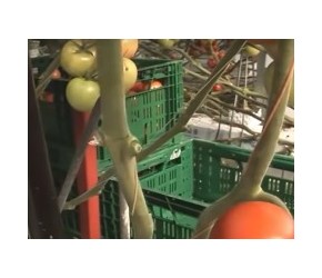 现代农业之——西红柿的无土栽培及收获