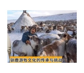 现代牧业之——驯鹿游牧文化的传承与挑战