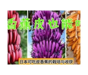 现代农业之——日本可吃皮香蕉的栽培与收获