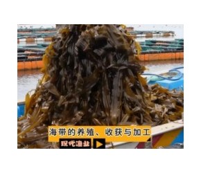 现代渔业之——海带的养殖、收获与加工