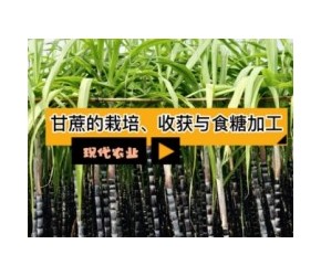 现代农业之——甘蔗的栽培、收获与食糖加工