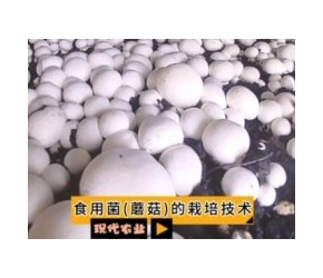 现代农业之——食用菌(蘑菇)的栽培技术
