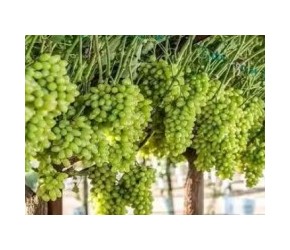 葡萄嫁接过程，如何嫁接葡萄树？葡萄嫁接现代农业技术