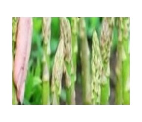 芦笋是怎么种植的？