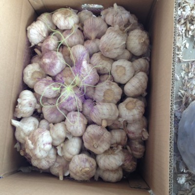 定制5头蒜供应大蒜出口普白大蒜纸箱大蒜供应干蒜大蒜蒜头 大包装图2
