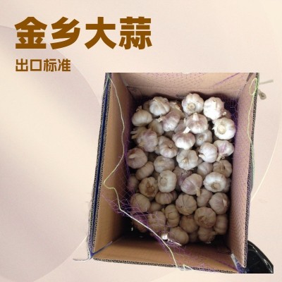 定制5头蒜供应大蒜出口普白大蒜纸箱大蒜供应干蒜大蒜蒜头 大包装
