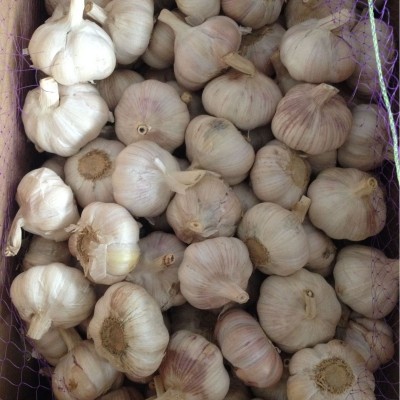 定制5头蒜供应大蒜出口普白大蒜纸箱大蒜供应干蒜大蒜蒜头 大包装图3