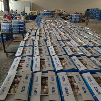 出口纯白大蒜，alho fresco、alho、ajo fresco、garlic、大蒜头图4