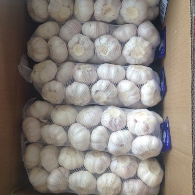 出口纯白大蒜，alho fresco、alho、ajo fresco、garlic、大蒜头图2