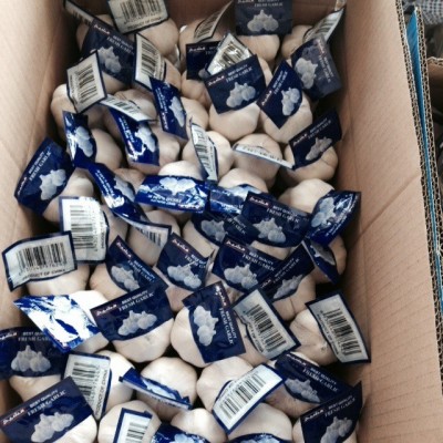 出口纯白大蒜，alho fresco、alho、ajo fresco、garlic、大蒜头图3