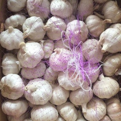 定制出口新干蒜，大蒜出口，蒜头，蒜，保鲜蒜，大蒜加工出口图4