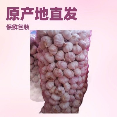 定制出口新干蒜，大蒜出口，蒜头，蒜，保鲜蒜，大蒜加工出口图3