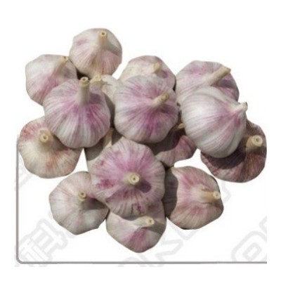 金乡紫皮大蒜 出口大蒜品质 辛辣大蒜 2kg/件 19元/件山东产地图5