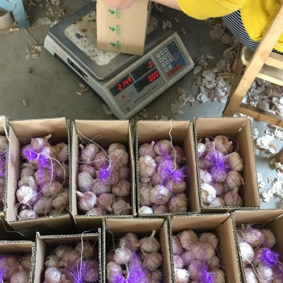 金乡紫皮大蒜 出口大蒜品质 辛辣大蒜 2kg/件 19元/件山东产地图3