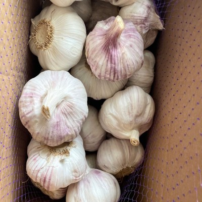 金乡紫皮大蒜 出口大蒜品质 辛辣大蒜 2kg/件 19元/件山东产地