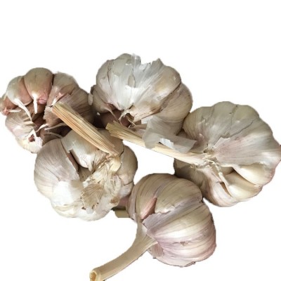 出口独头蒜，大蒜头干蒜5斤纸箱，大蒜头10kg（购买请电话联系）图4