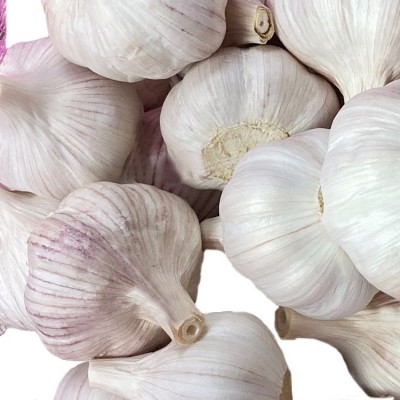 出售大蒜网袋 金乡大蒜 中国大蒜出口 10kg网袋大粒