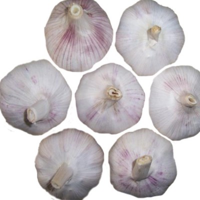 出售大蒜网袋 金乡大蒜 中国大蒜出口 10kg网袋大粒 （购买请电话联系）图5