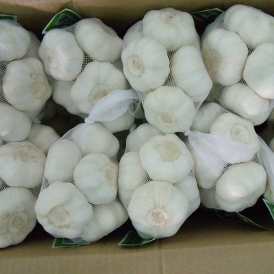 供应出口纯白大蒜原产地金乡5.5cm6.0cm 出口英国新西兰白皮