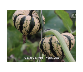 看种业企业如何创新育种 打造种业振兴“领头雁”