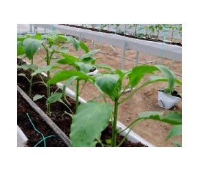 把辣椒分的杈给掐掉，产量才能高，你做对了吗