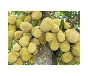 菠萝蜜种植技术 菠萝蜜种植最新教材