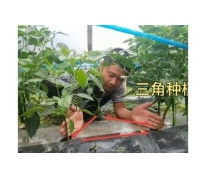 老干妈的辣椒种植技术确实厉害 这种三角种植法 一颗能结150多个