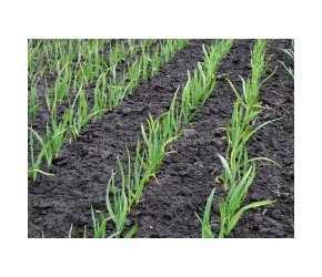 种植大蒜要想产量高，必须要用好这两种肥，这样做产量能翻倍