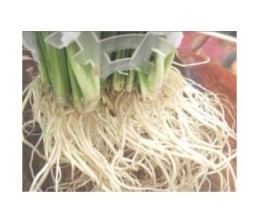 经常给红掌用1种水，养出条条大白根，冷天不受冻害