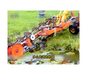 美国人是怎么收割黄瓜的， 机器真先进， 怪不得美国黄瓜那么便宜