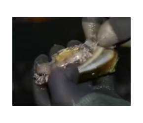 探访鲍鱼的养殖工厂，原来鲍鱼养殖这么复杂，贵有贵的道理