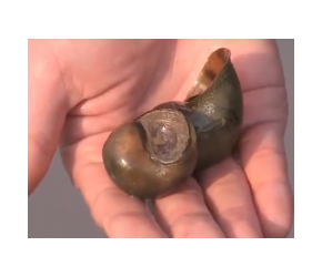 要想养出高品质甲鱼，离不开三样宝贝，究竟是哪三样呢？