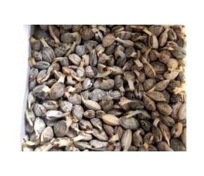 教你如何养花甲