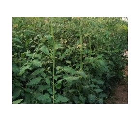 钙肥没少用，番茄还是缺钙，作物补钙肥方法要正确