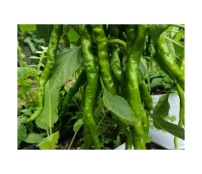 辣椒无土栽培，长势好产量高，种植方法简单
