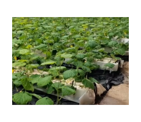 无土栽培种水果黄瓜，水培口感更好，酥脆甜度高