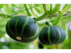 种植南瓜如何进行整枝打杈？