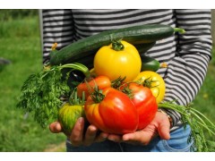 防治蔬菜病虫害有哪些环保的方法