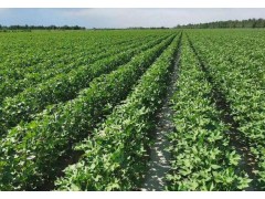 制约棉农产量的六大“隐形杀手”,你中了几条?