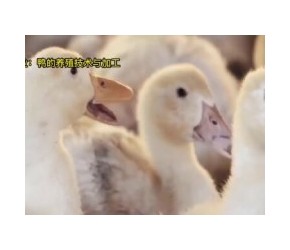 鸭子的养殖方法，现代农业：鸭的养殖技术与加工