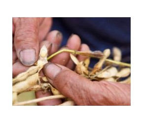 国外大豆“跳水”？畜牧养殖不在接盘？豆粕雪上加霜？农业怎么办