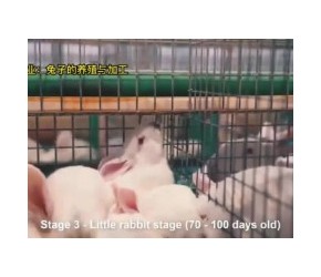 兔子养殖方法和技术，现代农业：肉兔的养殖和加工