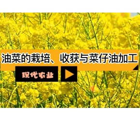 现代农业之——油菜的种植、收获与菜籽油加工